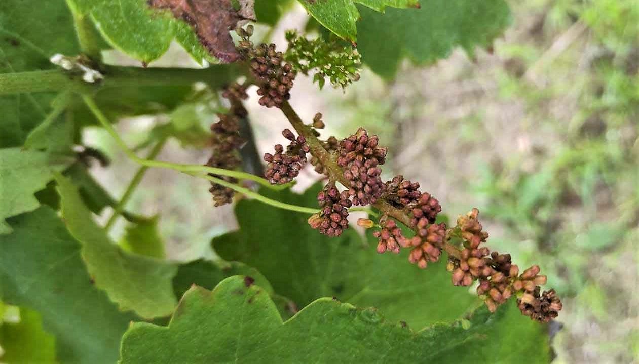 Peronospora della vite emergenza nazionale Italia situazione regione per regione