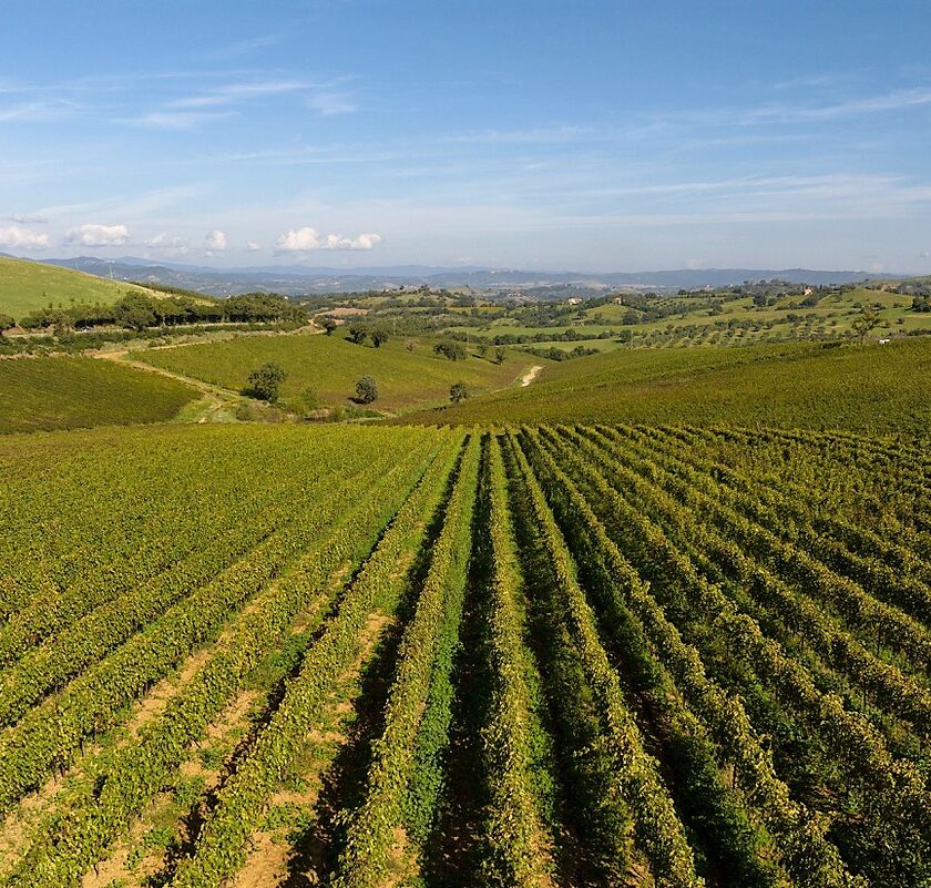 Vini toscani Doc Maremma trascinata dal Vermentino
