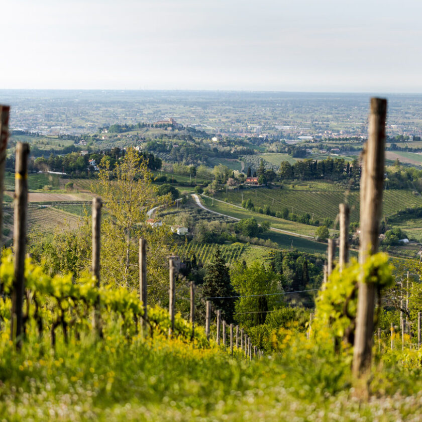 Migliori Albana di Romagna tutti i punteggi Anteprima Vini ad Arte 2023