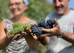 Vendemmia 2023 Alta Langa in lieve calo «Pinot Nero e Chardonnay in ottime condizioni»