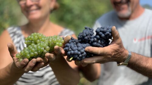 Vendemmia 2023 Alta Langa in lieve calo «Pinot Nero e Chardonnay in ottime condizioni»