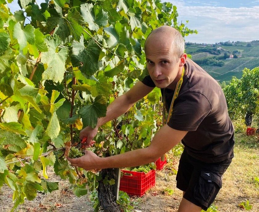 Vendemmia 2023 Lombardia in controtendenza si raccogliera piu uva del 2022