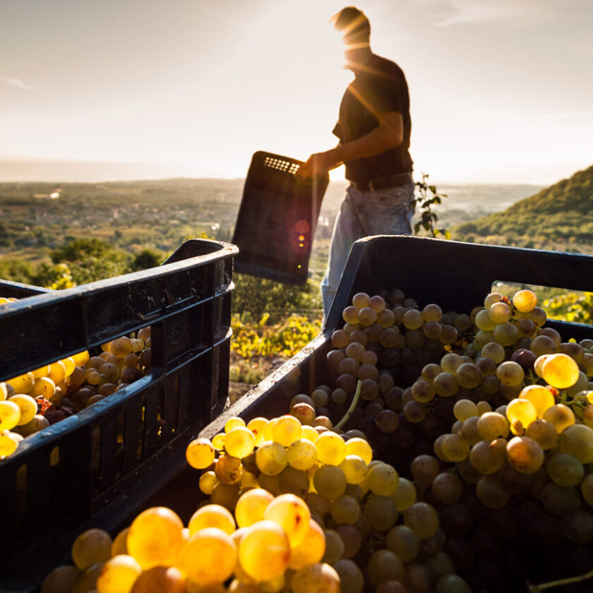 Vendemmia 2023 Sicilia verso un calo del 35
