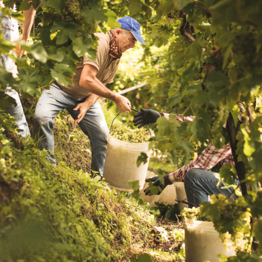 Conegliano Valdobbiadene Prosecco Docg vendemmia 2023 soddisfacente calo produzione del 7 per cento 4