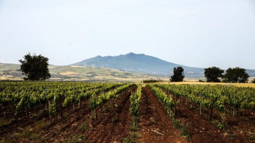 Vitis in Vulture Cantina dell anno Sud Italia Guida Top 100 Migliori vini italiani 2024 winemag.it winery of the year