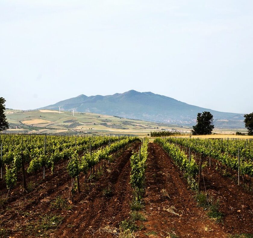 Vitis in Vulture Cantina dell anno Sud Italia Guida Top 100 Migliori vini italiani 2024 winemag.it winery of the year