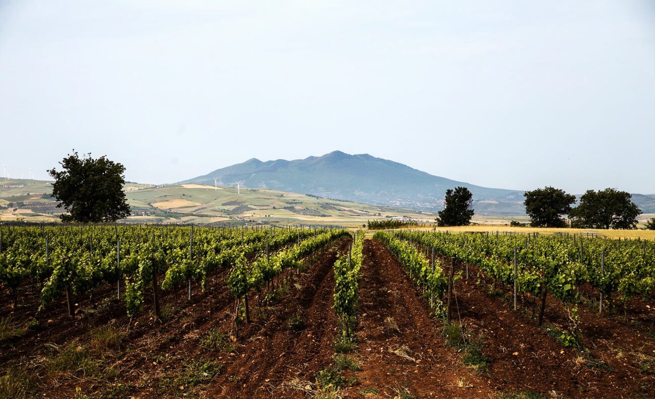 Vitis in Vulture Cantina dell anno Sud Italia Guida Top 100 Migliori vini italiani 2024 winemag.it winery of the year