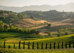 Abruzzo produttori in piazza per la «catastrofe peronospora» Vendemmia 2023