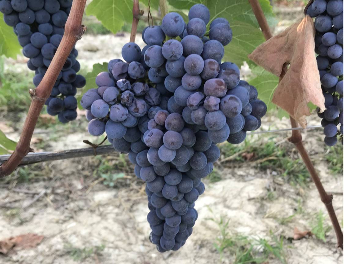 Verduno Pelaverga la nuova star dei vini del Piemonte associazione verduno è uno vino rosso langhe piemonte
