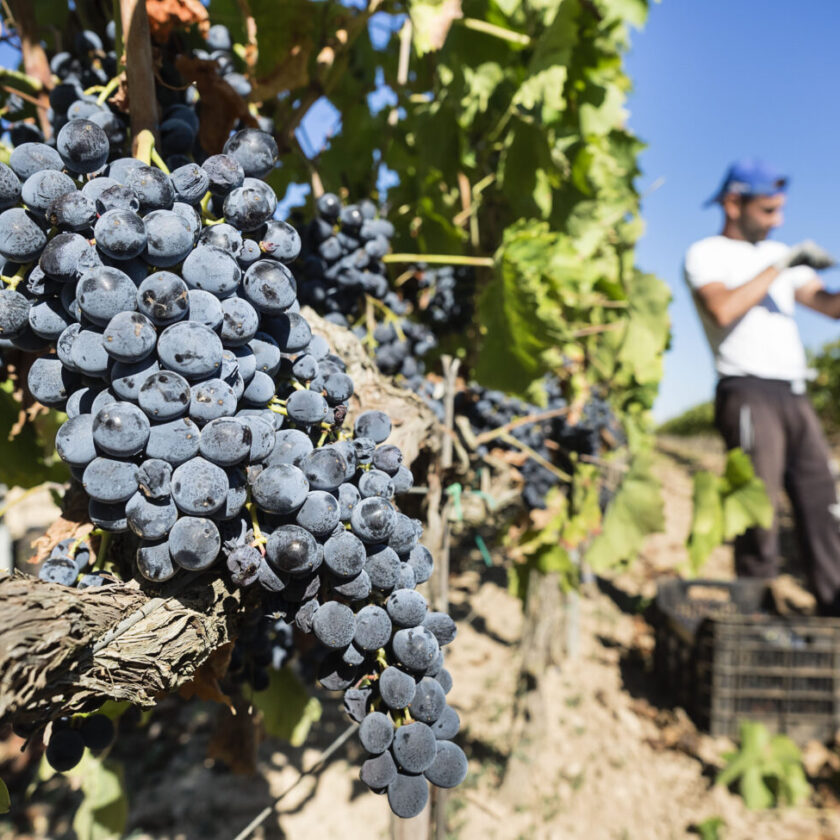 Dal Grillo al Syrah la vendemmia 2023 in Sicilia quando Less is more assovini sicilia mattia filippi uva sapiens