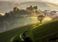 Resistente e popolare l'Oltrepò pavese scopre il Pinot Meunier
