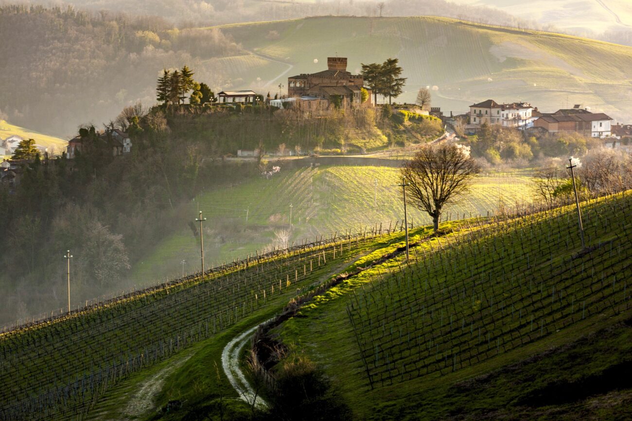 Resistente e popolare l'Oltrepò pavese scopre il Pinot Meunier