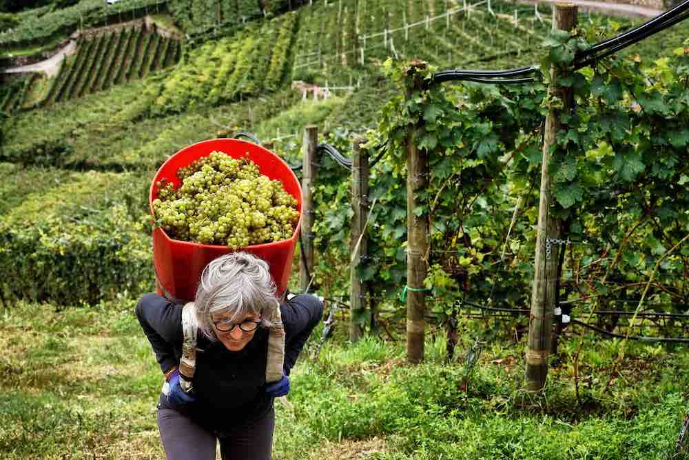 Vendemmia 2023 Trentino cala la quantità 8 per cento dati Consorzio Vini del Trentino