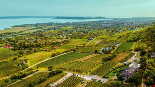 Grow du Monde il concorso che valorizza uno dei vitigni più sottovalutati d Italia riesling italico olaszrizling grasaz grasevina