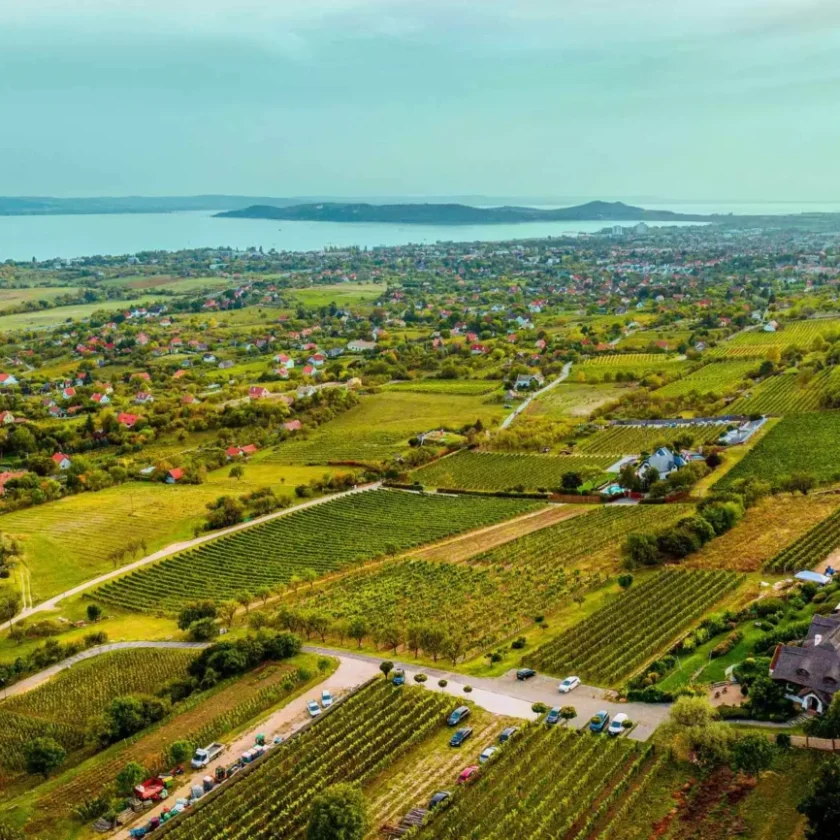 Grow du Monde il concorso che valorizza uno dei vitigni piu sottovalutati d Italia riesling italico olaszrizling grasaz grasevina