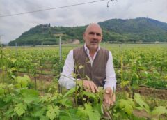 Erbamat, o non Erbamat, questo è il dilemma: Franciacorta al bivio sul vitigno autoctono