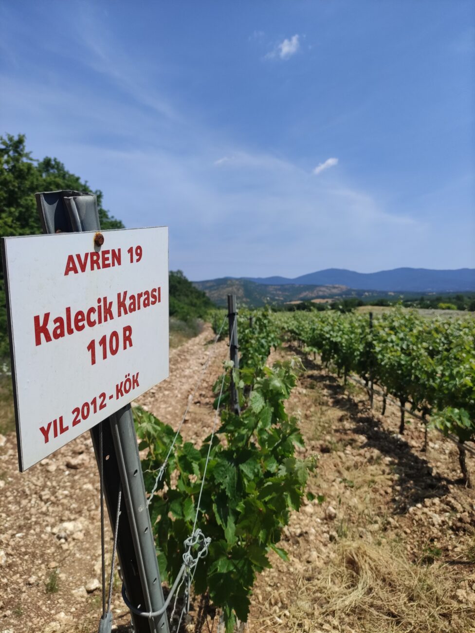 Benvenuti a Chamlija il paradiso dei vini turchi cosi Mustafa Camlica scrive la storia kelecik karasi vigneto