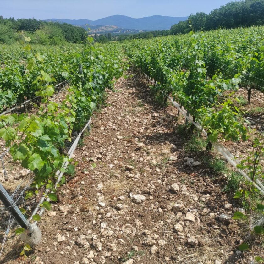 Benvenuti a Chamlija il paradiso dei vini turchi cosi Mustafa Camlica scrive la storia vigneto di Chardonnay vino Turchia