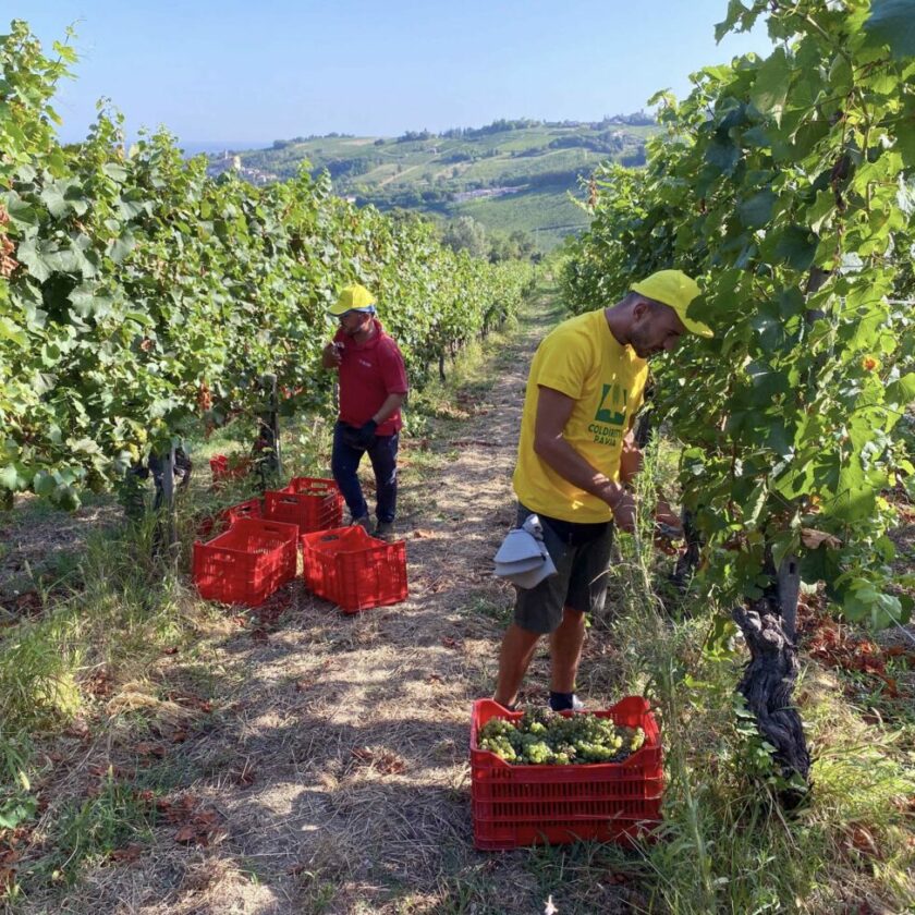 Iniziata vendemmia 2024 Lombardia oltrepo pavese qualita soddisfacente