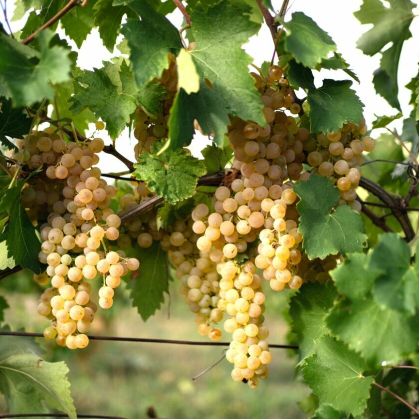 Colli Maceratesi via libera alla Ribona Riserva e Spumante Riserva Grappoli Ribona imt