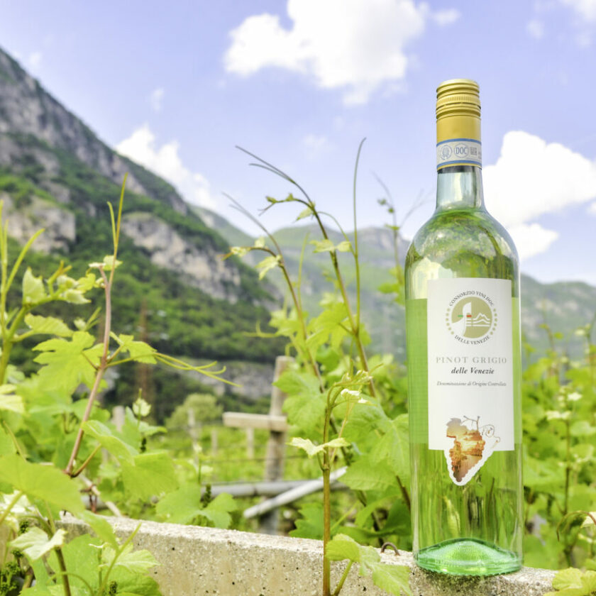Pinot Grigio delle Venezie un caterpillar che puo crescere ancora. Ecco come ricci curbastro albino armani convegno udine Tra nuovi modelli e sfide di mercato