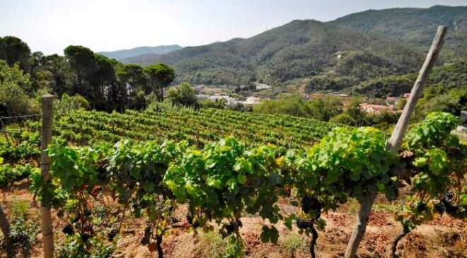 migliori Granaccia liguria momento d oro per il rosso della Liguria migliori assaggi nelle versioni leggere e complesse del vitigno sinonimo di Cannonau