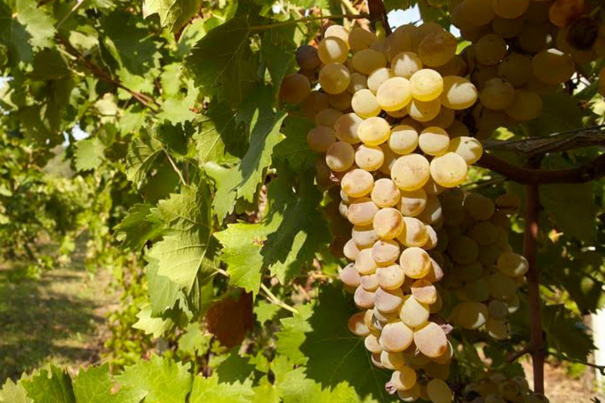In Toscana il Concorso Enologico Nazionale Vermentino 2025 In Toscana il Concorso Enologico Nazionale Vermentino 2025