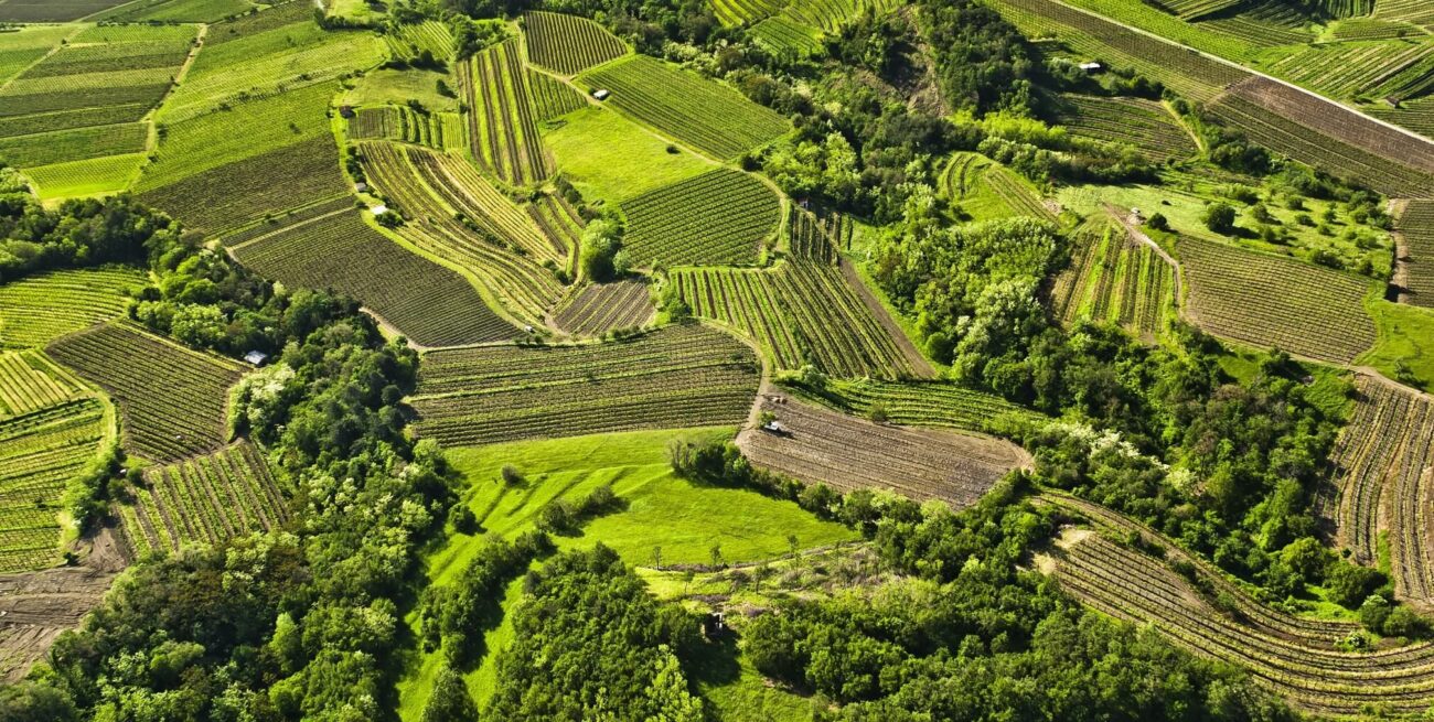 Vipava Valley vini macerati sloveni 10 top orange wine Slovenia da assaggiare paradiso nascosto vini macerati Slovenia Valle del Vipava valle del Vipacco Vipavska Dolina Vipava Valley vini macerati sloveni 10 top orange wine Slovenia da assaggiare paradiso nascosto vini macerati Slovenia Valle del Vipava valle del Vipacco Vipavska Dolina