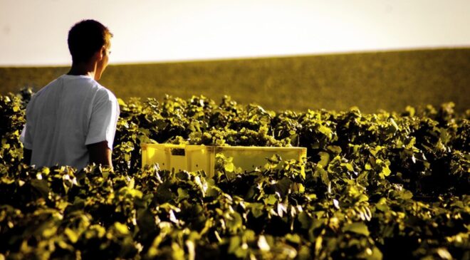 Champagne contro dazi Trump sportello unico europeo per accise ue Unione proposta Syndicat General des Vignerons Ministro del Commercio Estero francese portale europeo unico 2