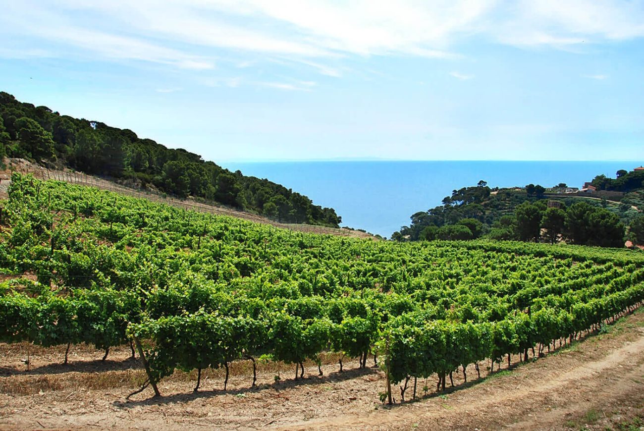 Gorgona 2024, 13a vendemmia di Frescobaldi sull’isola-penitenziario