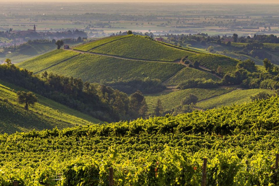 Dimissioni Cda Terre, il Consorzio «Rilancio Oltrepò ancora possibile» consiglio di amministrazione terre d oltrepò