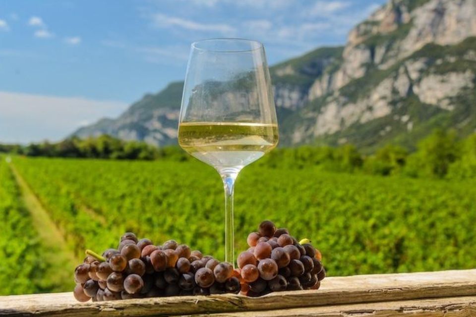 Pinot Grigio delle Venezie ridotte le rese 2025