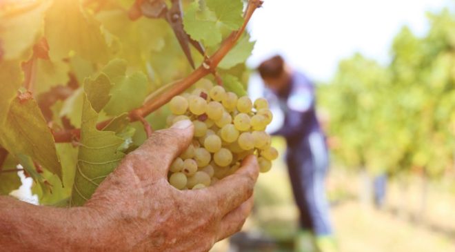 Caos Terre d'Oltrepò «Vendemmia 2025 a Broni» collegi sindacali si smentiscono in una nuova lettera ai soci conferitori