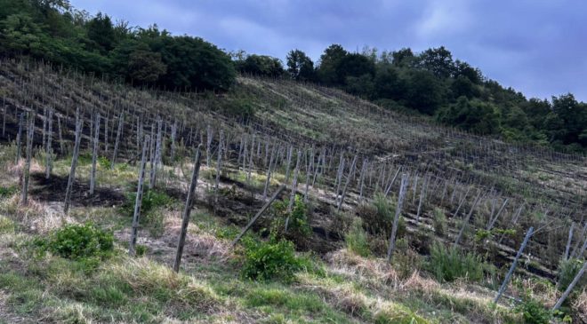Incendio vigna Oltrepò pavese, Cantina Defilippi parla a Winemag Federico Defilippi «Poteva morire qualcuno» corvino san quirico
