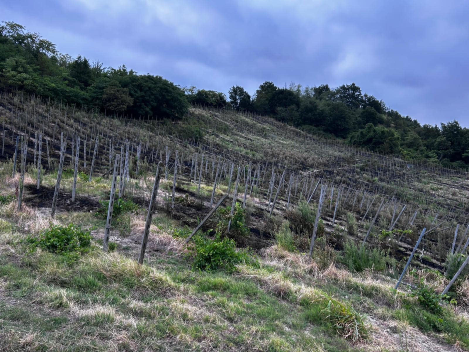 Incendio vigna Oltrepò pavese, Cantina Defilippi parla a Winemag Federico Defilippi «Poteva morire qualcuno» corvino san quirico