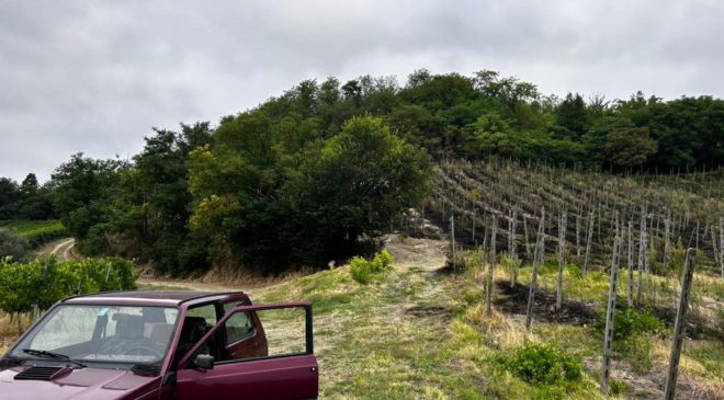 Incendio vigna Oltrepò pavese, Cantina Defilippi parla a Winemag Federico Defilippi «Poteva morire qualcuno» corvino san quirico