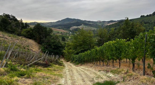 Incendio vigna Oltrepò pavese, Cantina Defilippi parla a Winemag Federico Defilippi «Poteva morire qualcuno» corvino san quirico