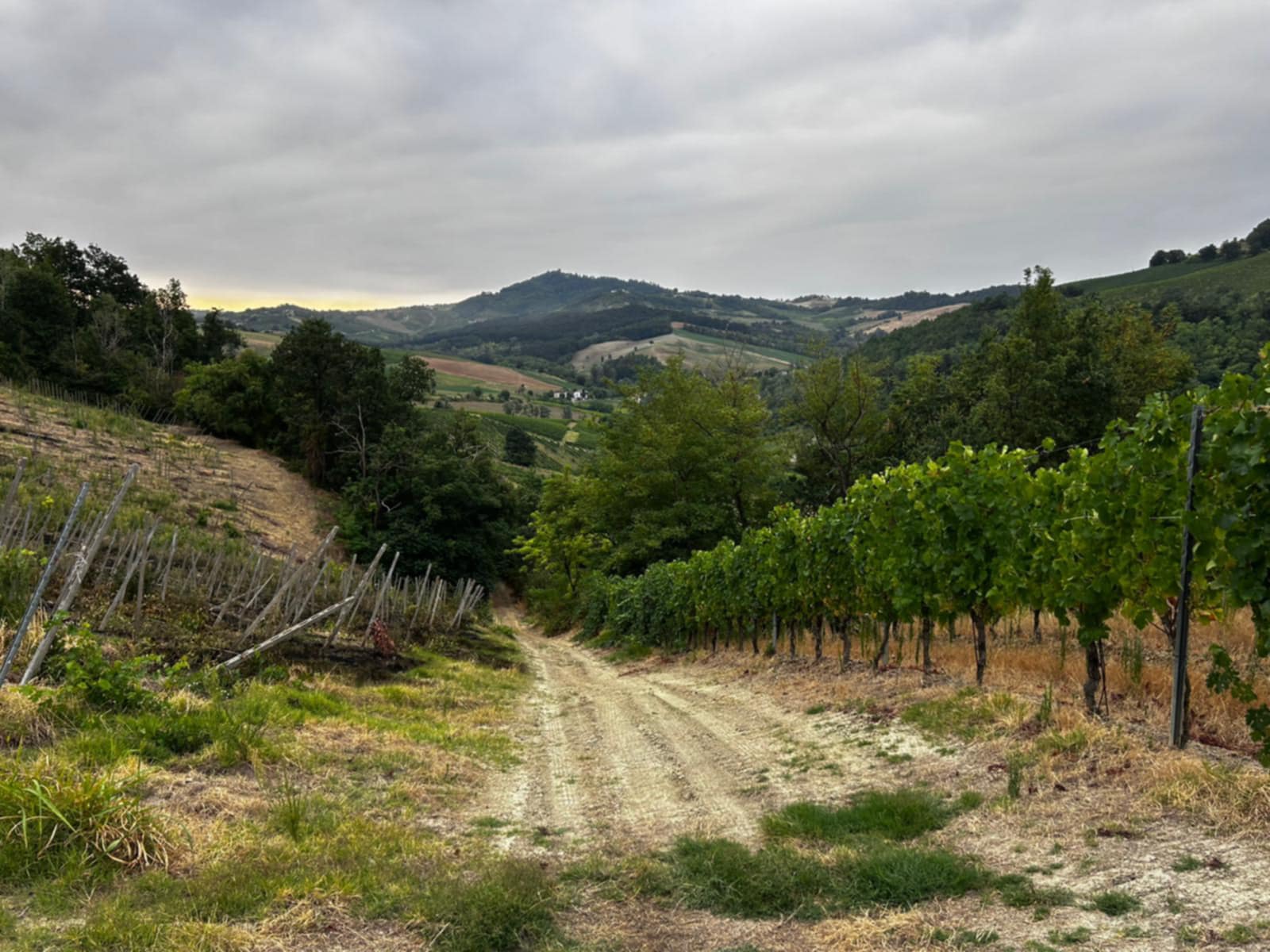 Incendio vigna Oltrepò pavese, Cantina Defilippi parla a Winemag Federico Defilippi «Poteva morire qualcuno» corvino san quirico
