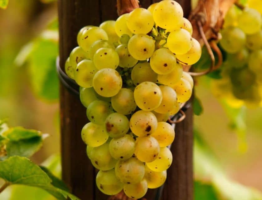 Riesling italico, questo sconosciuto. Stato di abbandono vitigno unico genitore conosciuto coccalona nera nessuna relazione con riesling renano