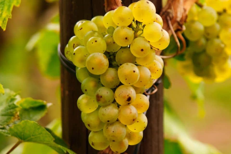 Riesling italico, questo sconosciuto. Stato di abbandono vitigno unico genitore conosciuto coccalona nera nessuna relazione con riesling renano