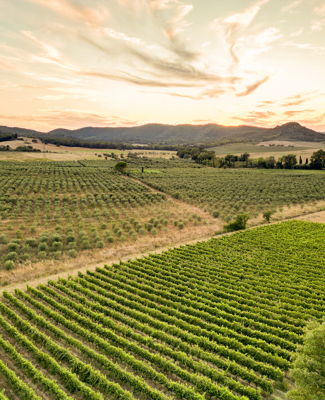 cantina girasasso maremma toscana doc Viognier 2024 La volpe e l'uva
