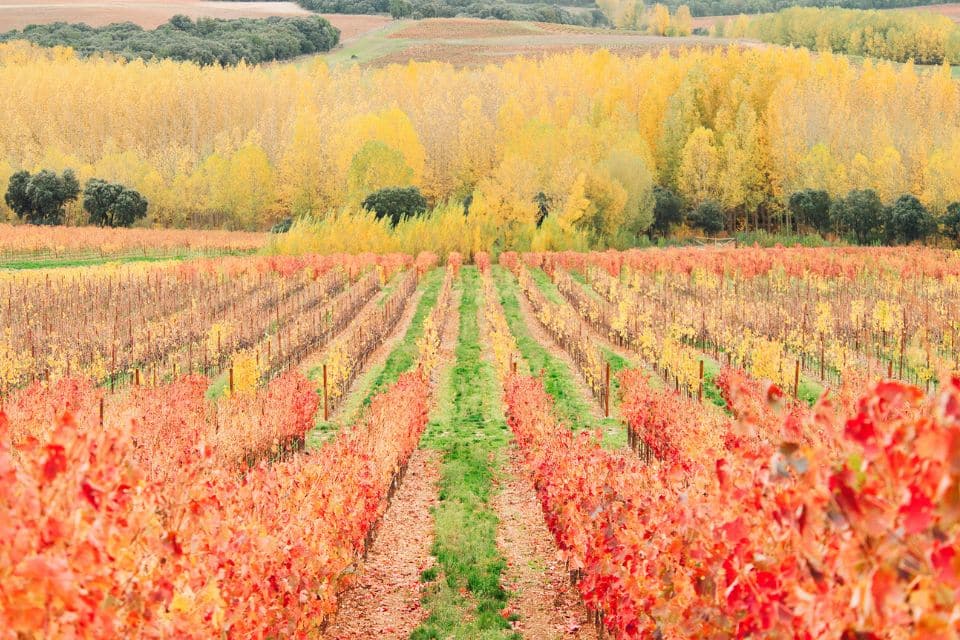 Dominio D'Echauz la più grande collezione mondiale di biotipi di vite ribera del duero soriana (2)