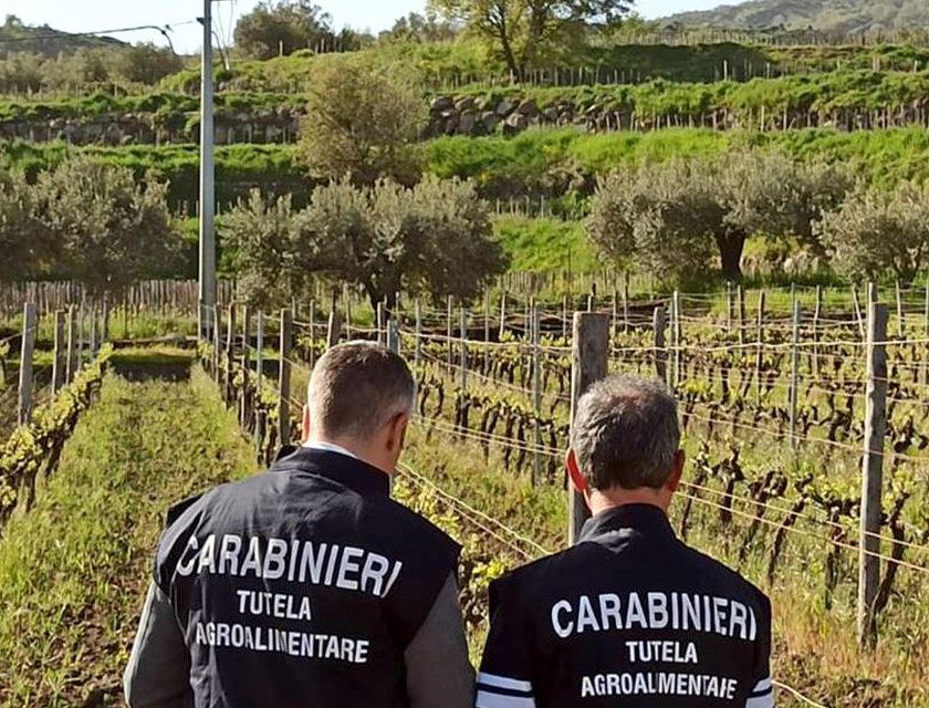 Falso Zibibbo di Pantelleria: scoperta frode internazionale