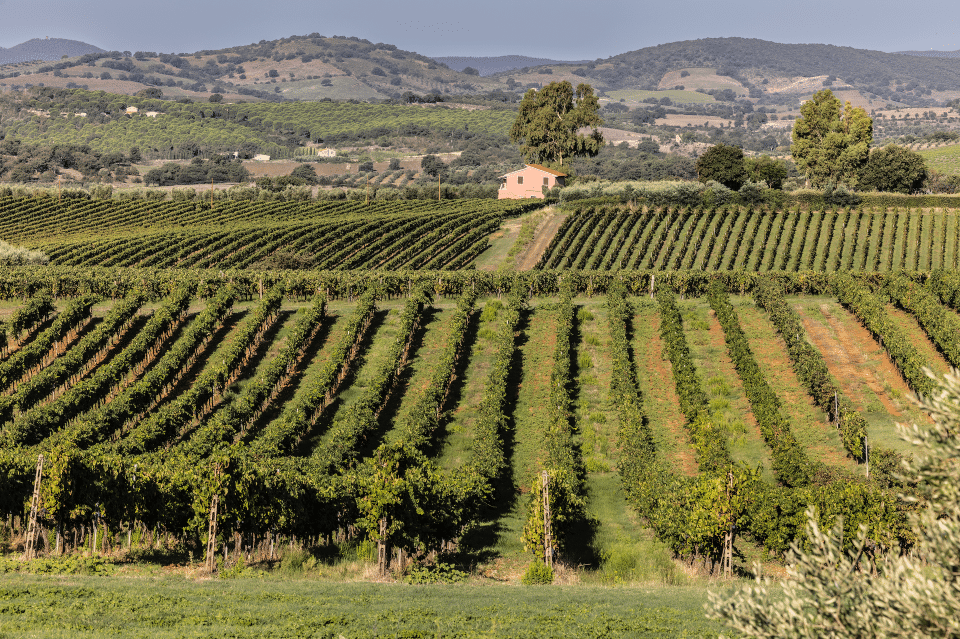 Morellino di Scansano qualità alta e rese minori per la vendemmia 2025 (1)