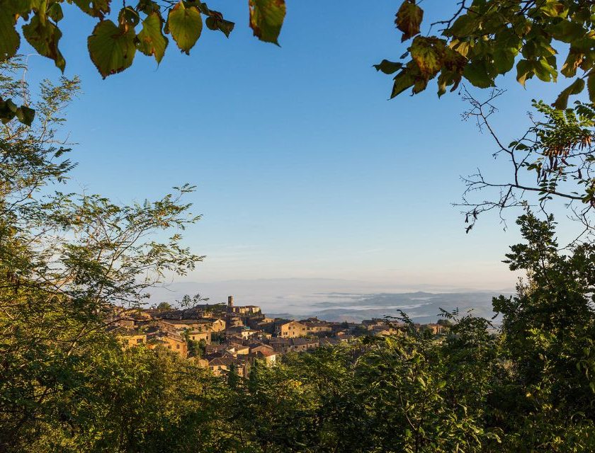 Vendemmia 2025 a Montalcino al via il 15 settembre brunello rosso di montalcino