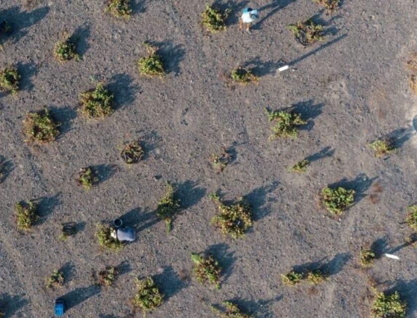 Vendemmia 2025 a Santorini produzione ai minimi storici. A Winemag il racconto di Domaine Sigalas, tra le migliori cantine di Santorini