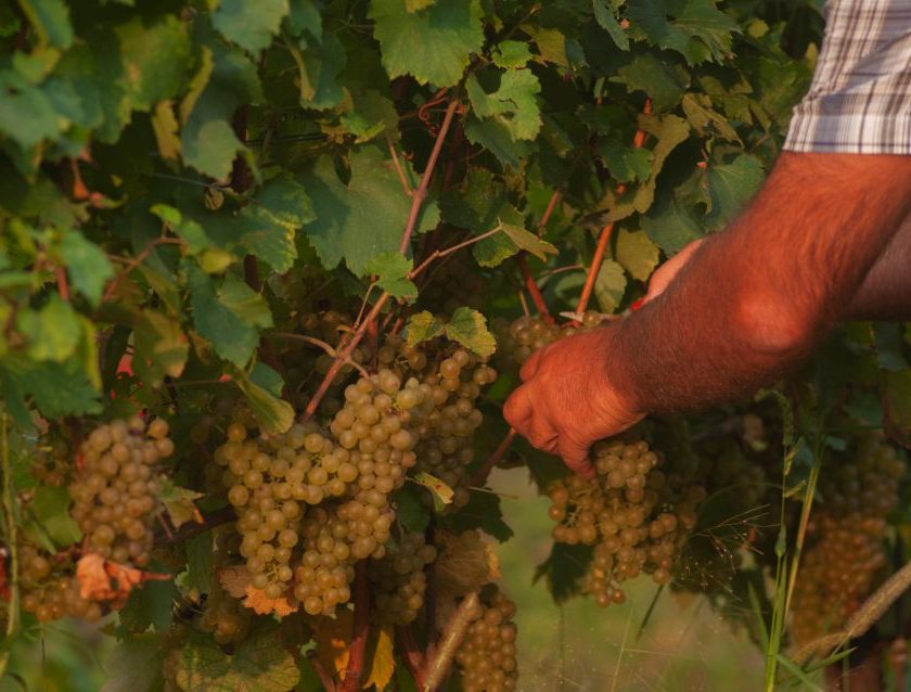 Vendemmia 2025, il racconto di un’annata promettente dalle voci di 7 cantine simbolo di eccellenza