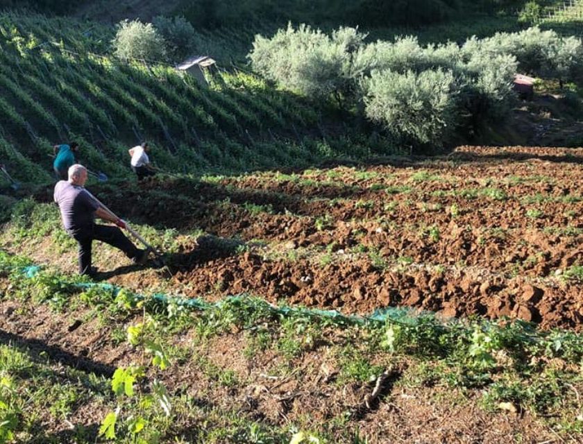 Viticoltura eroica in nero a Massa multato produttore di Candia dei Colli Apuani Doc