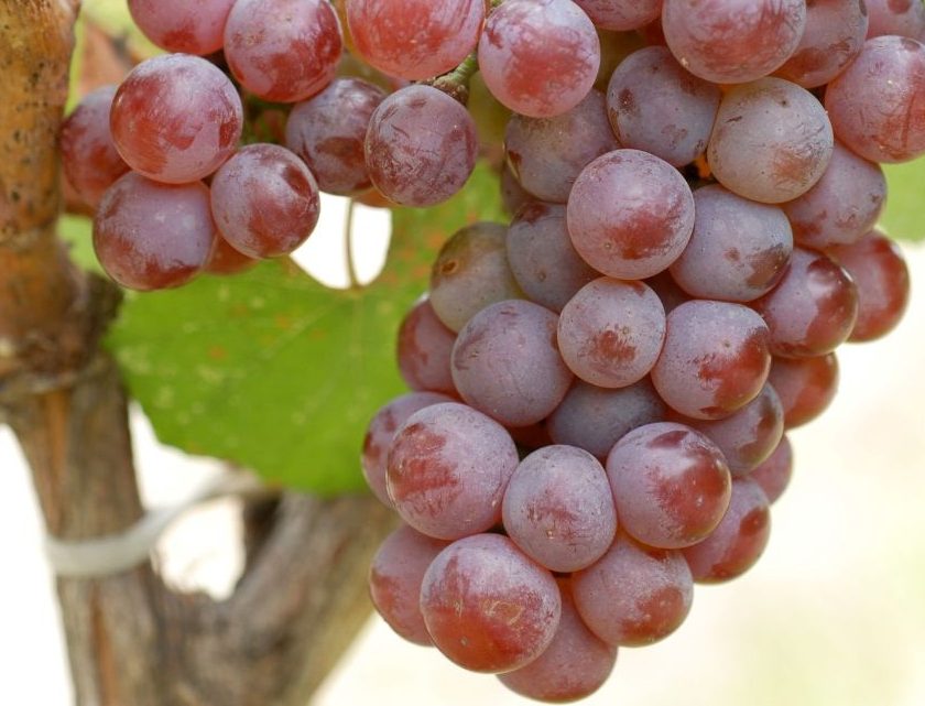 Champagne Road to 2050: sostenibilità e innovazione le parole d’ordine