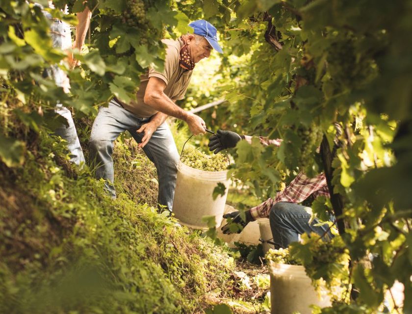Conegliano Valdobbiadene Docg: equilibrio e qualità per la vendemmia 2025